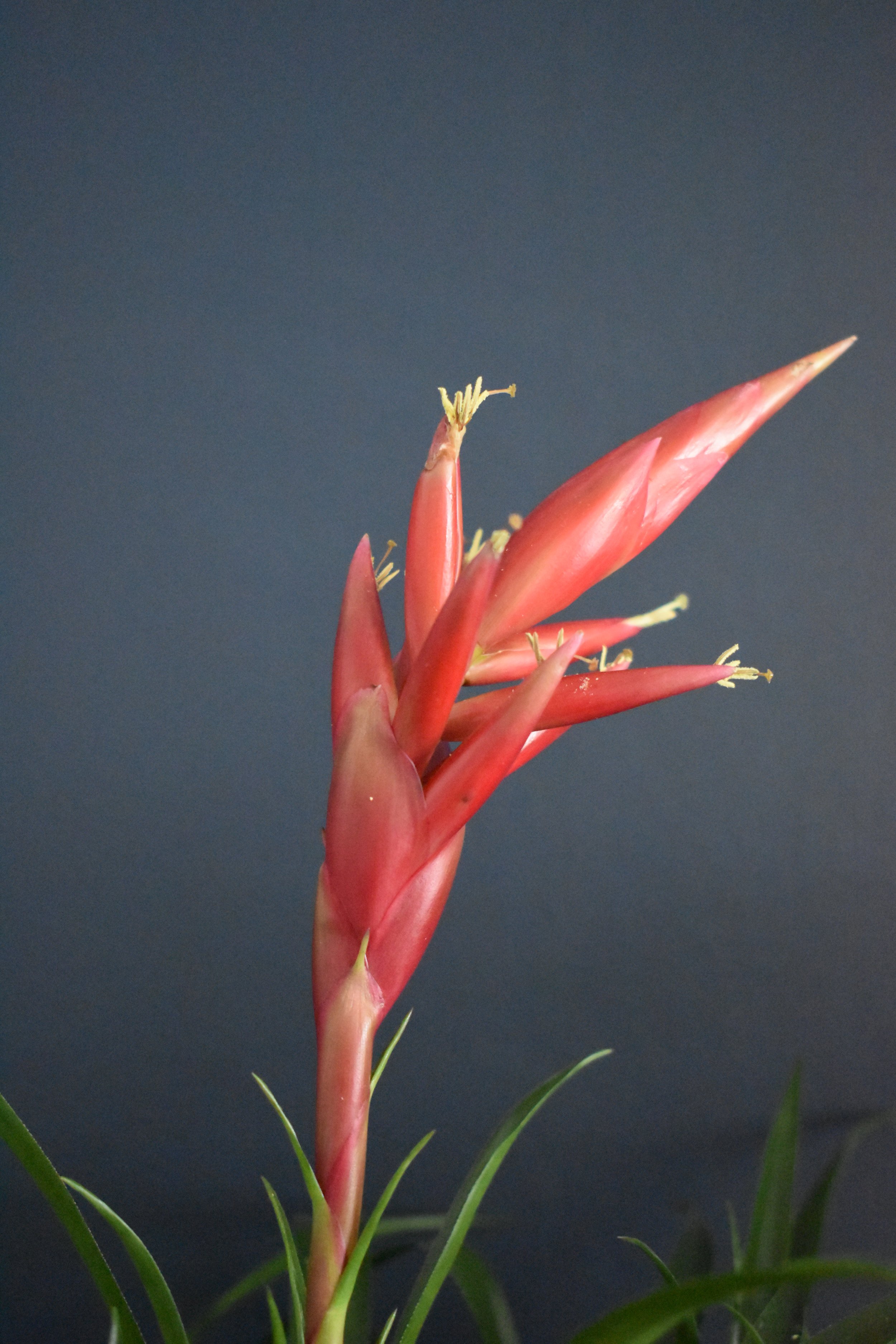 DSC_0009.jpeg