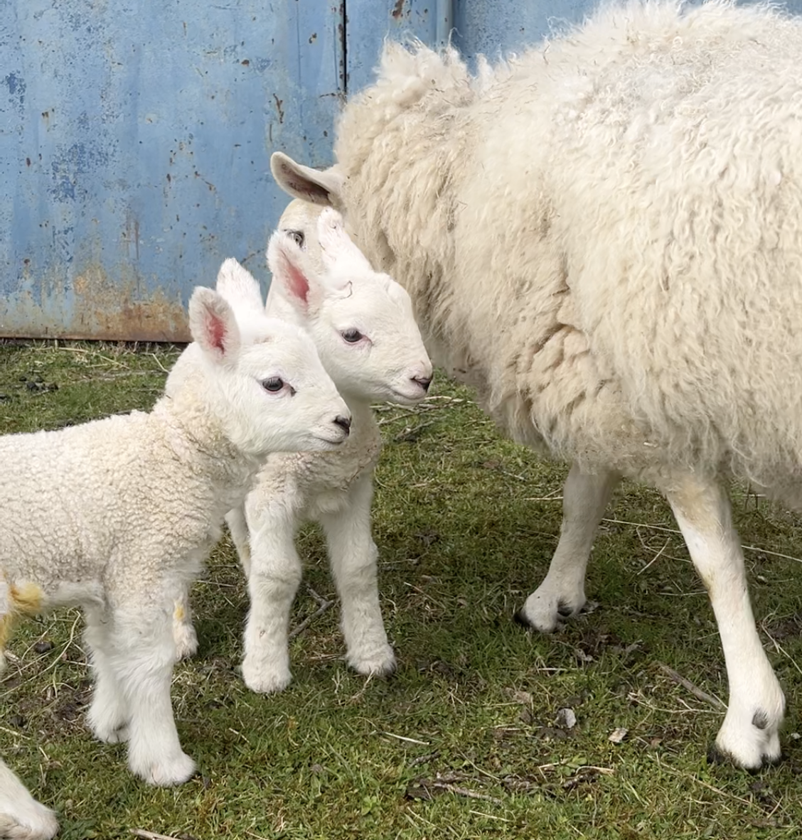 Screenshot 2026-04-15 at 11.37.05.png