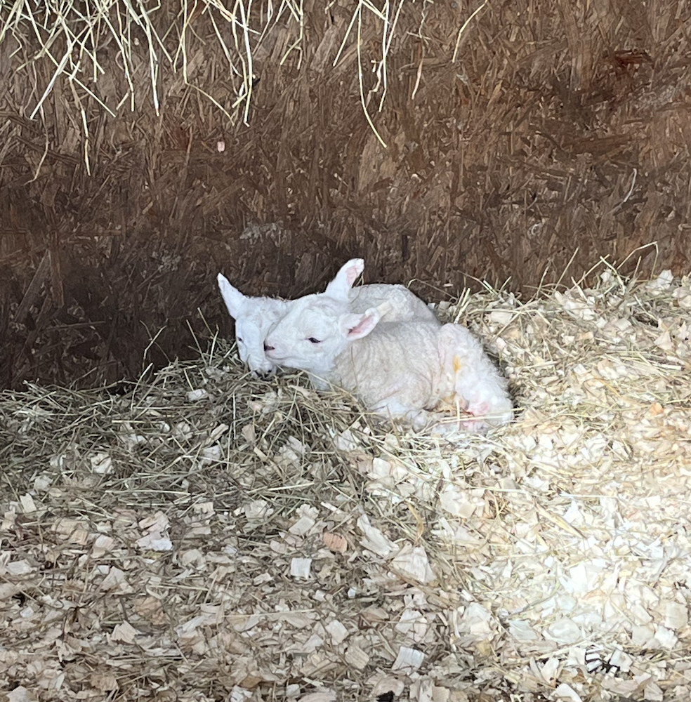 Screenshot 2026-04-15 at 11.38.06.png