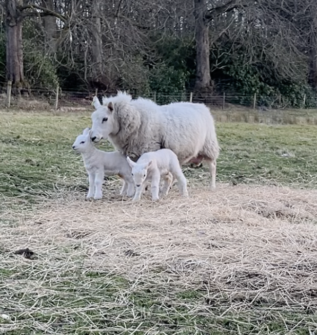 Screenshot 2026-04-15 at 11.39.52.png