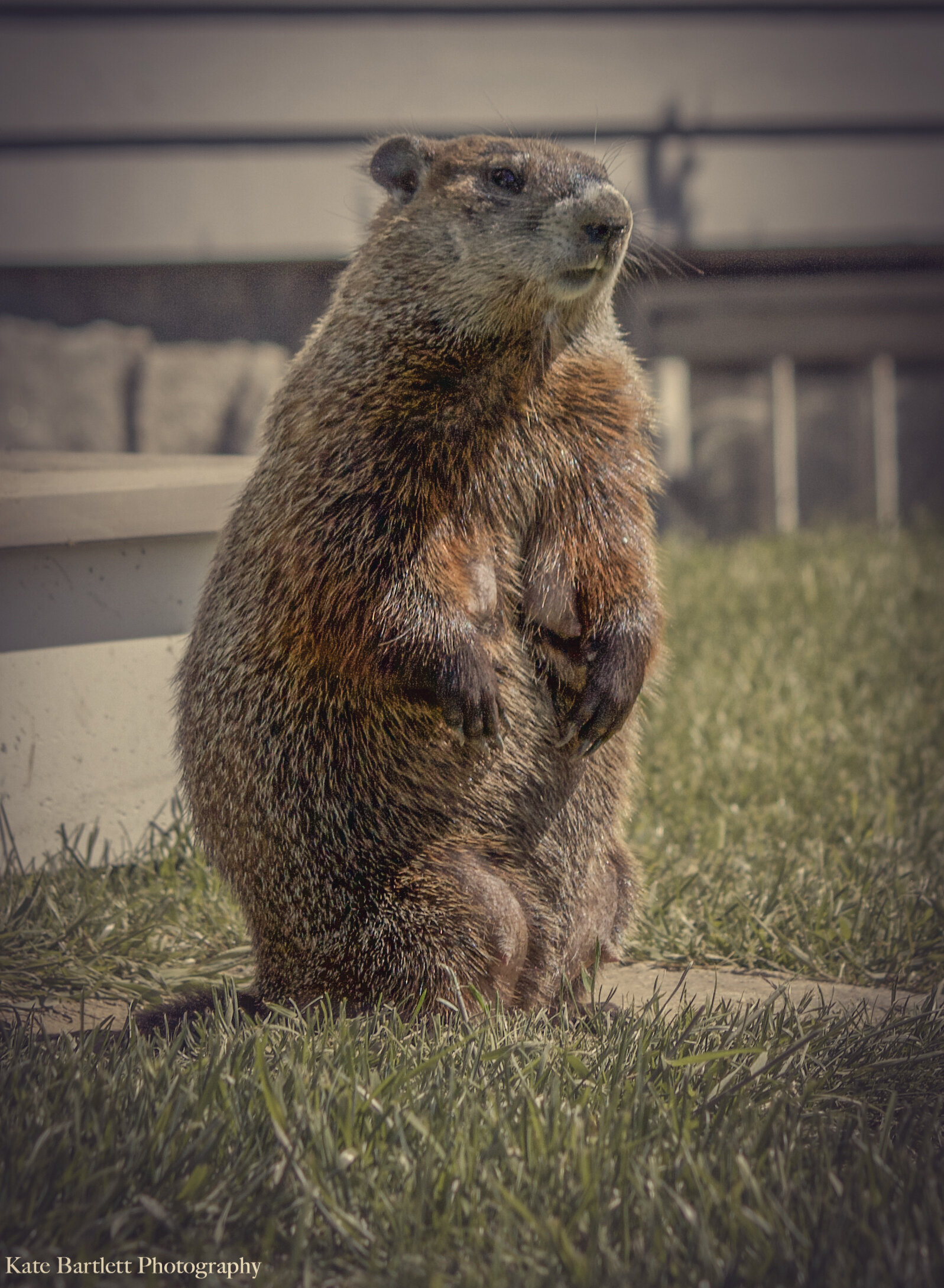 woodrow standing with gradient.jpg