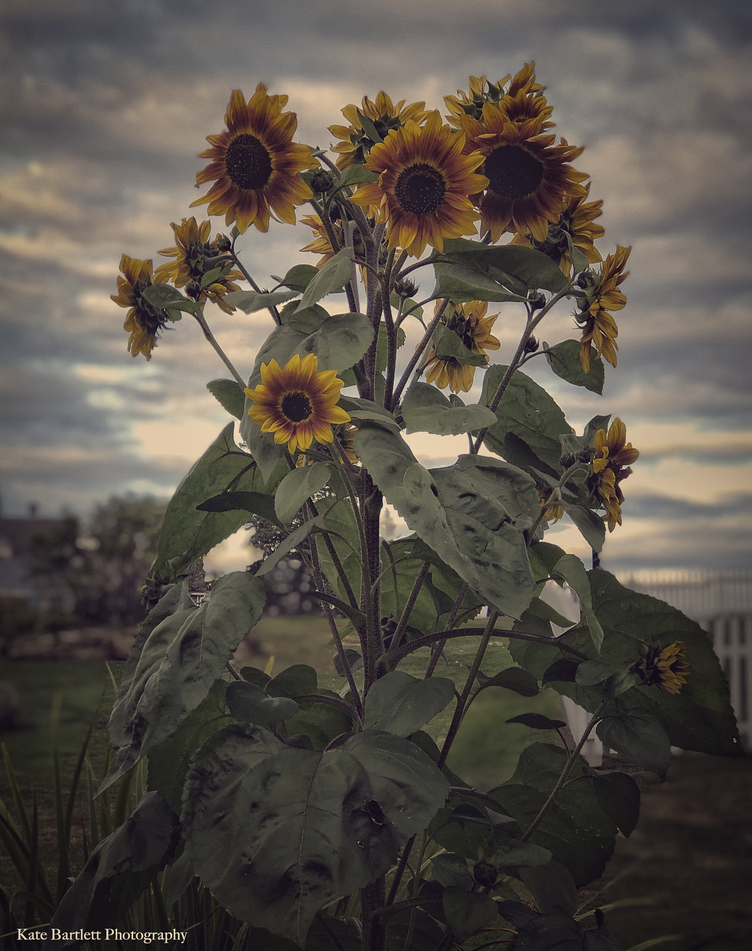 Wild Flowers