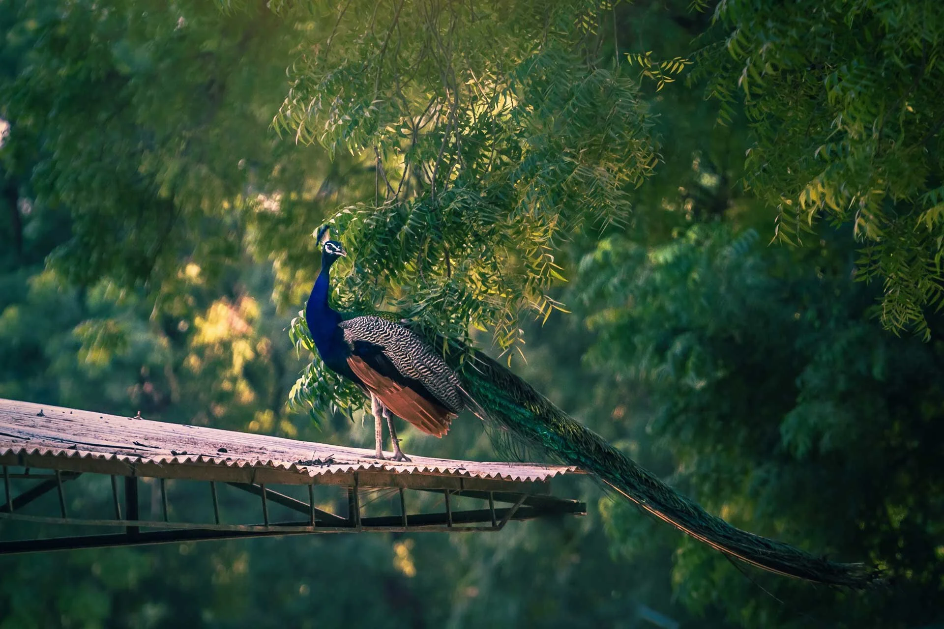 Peacock-Lost.jpg