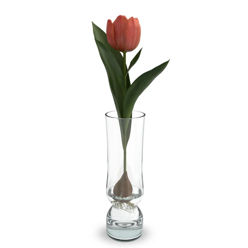 Bloomaker Long Life Tulips