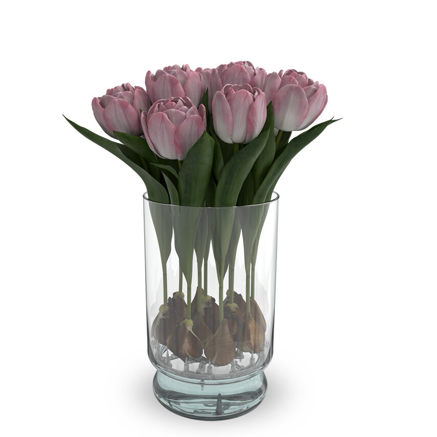 Long Life Tulip Flowers | Bloomaker USA, Inc.