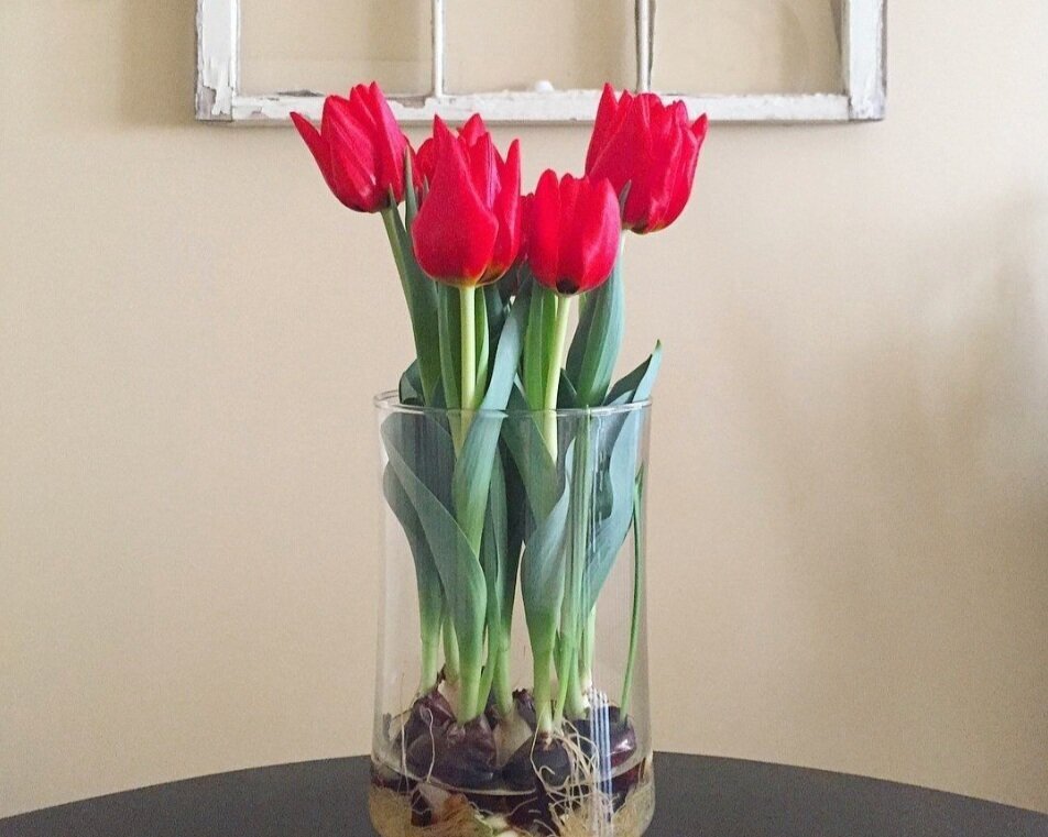How to Care for Dead Tulips 