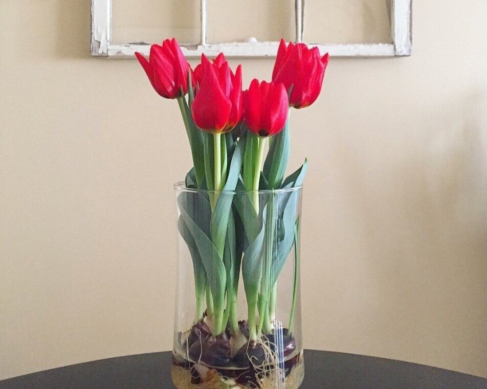 long life tulips How to Care for Dead Tulips