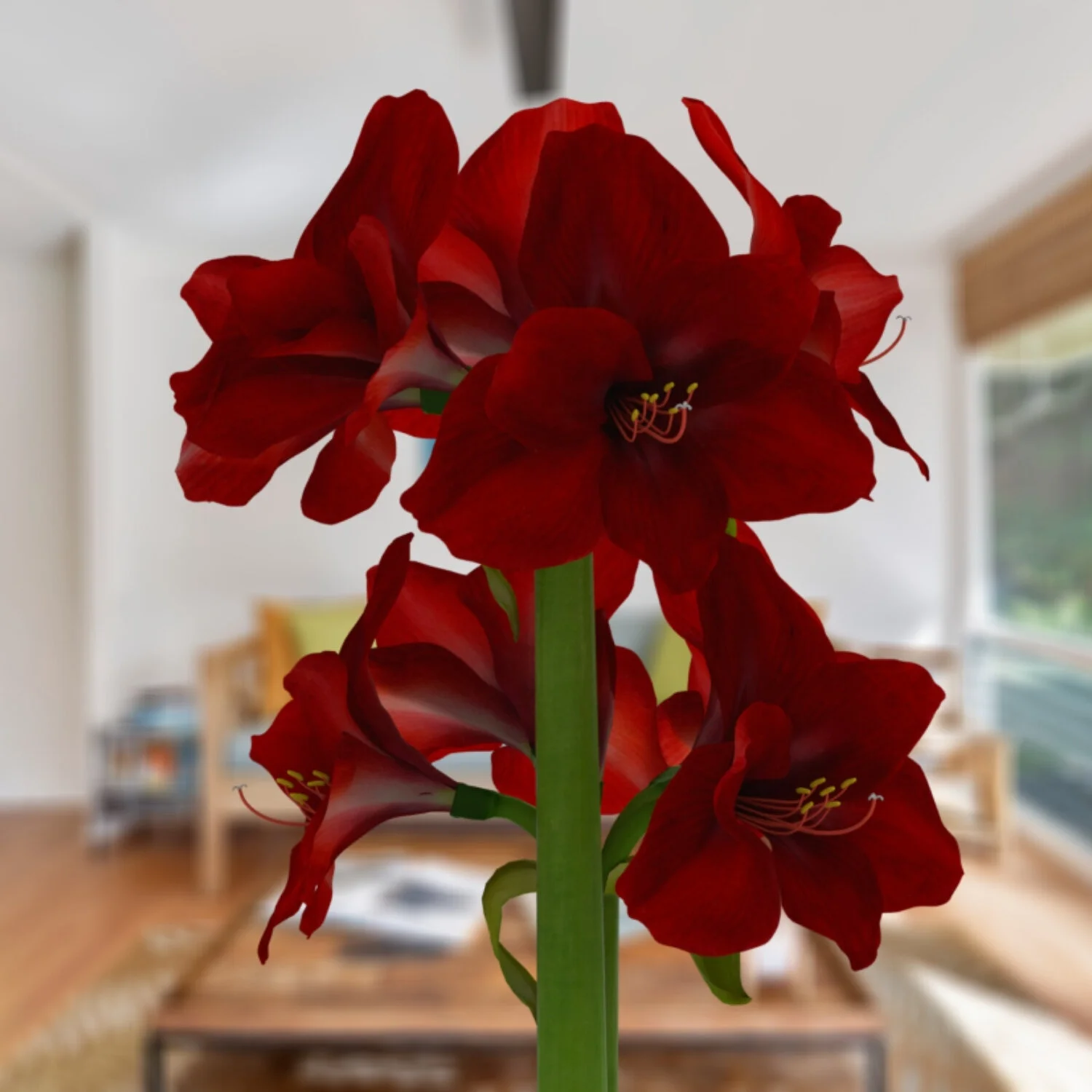Amaryllis Bulbs — Bloomaker Online Store