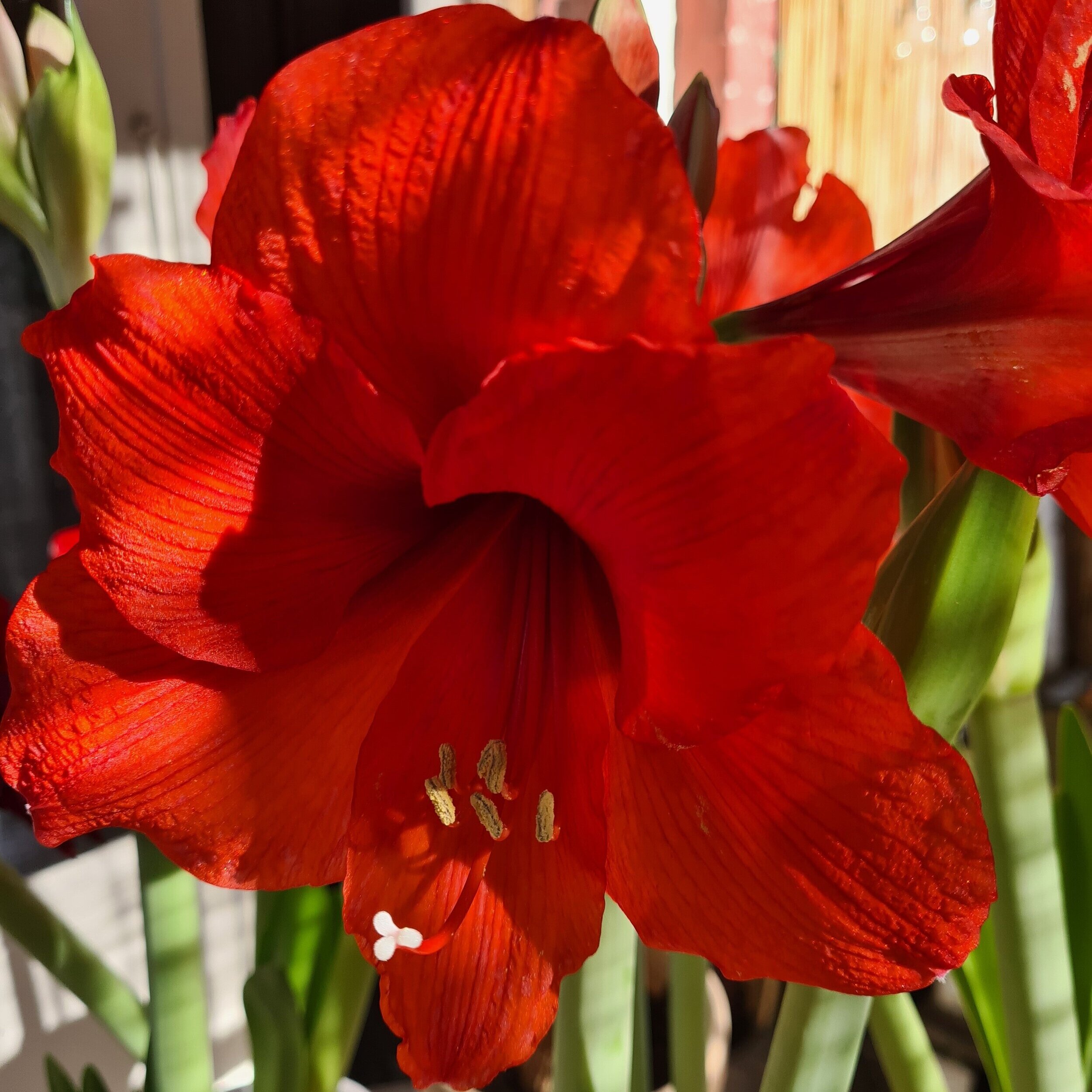 Waxed Amaryllis