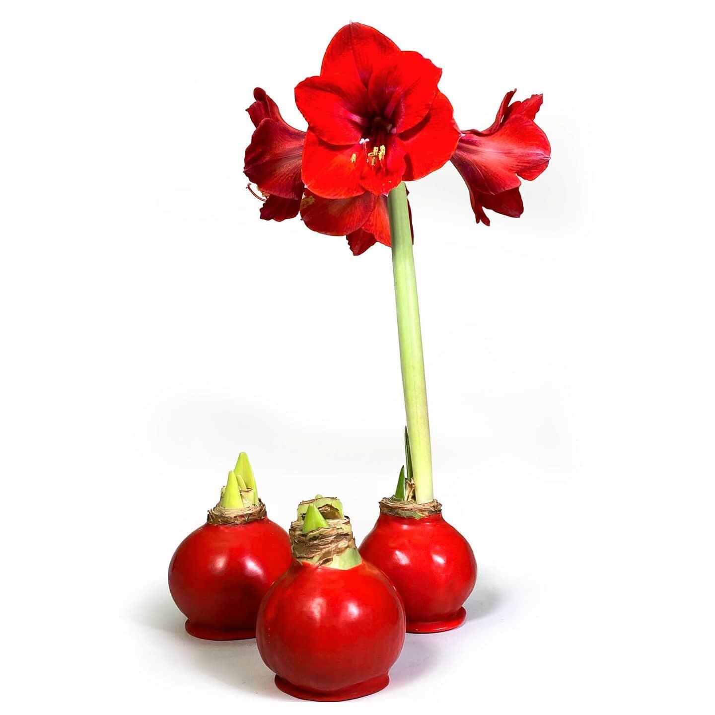 How To Care For Amaryllis Bulb In Wax Wax Amaryllis And Long Life Tulips FAQ Top 3