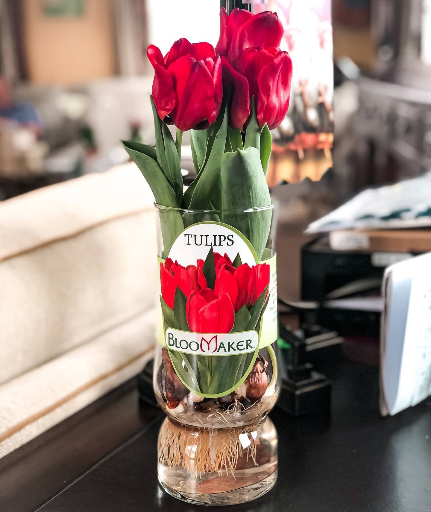 Flowers are restful to look at. They have neither emotions nor conflicts ❤
⠀
- Sigmund Freud
⠀
Where to find our #longlifetulips? Head to the 'Find Us' section on our website bloomaker.com. Check with your local store first to see if they carry Bloom