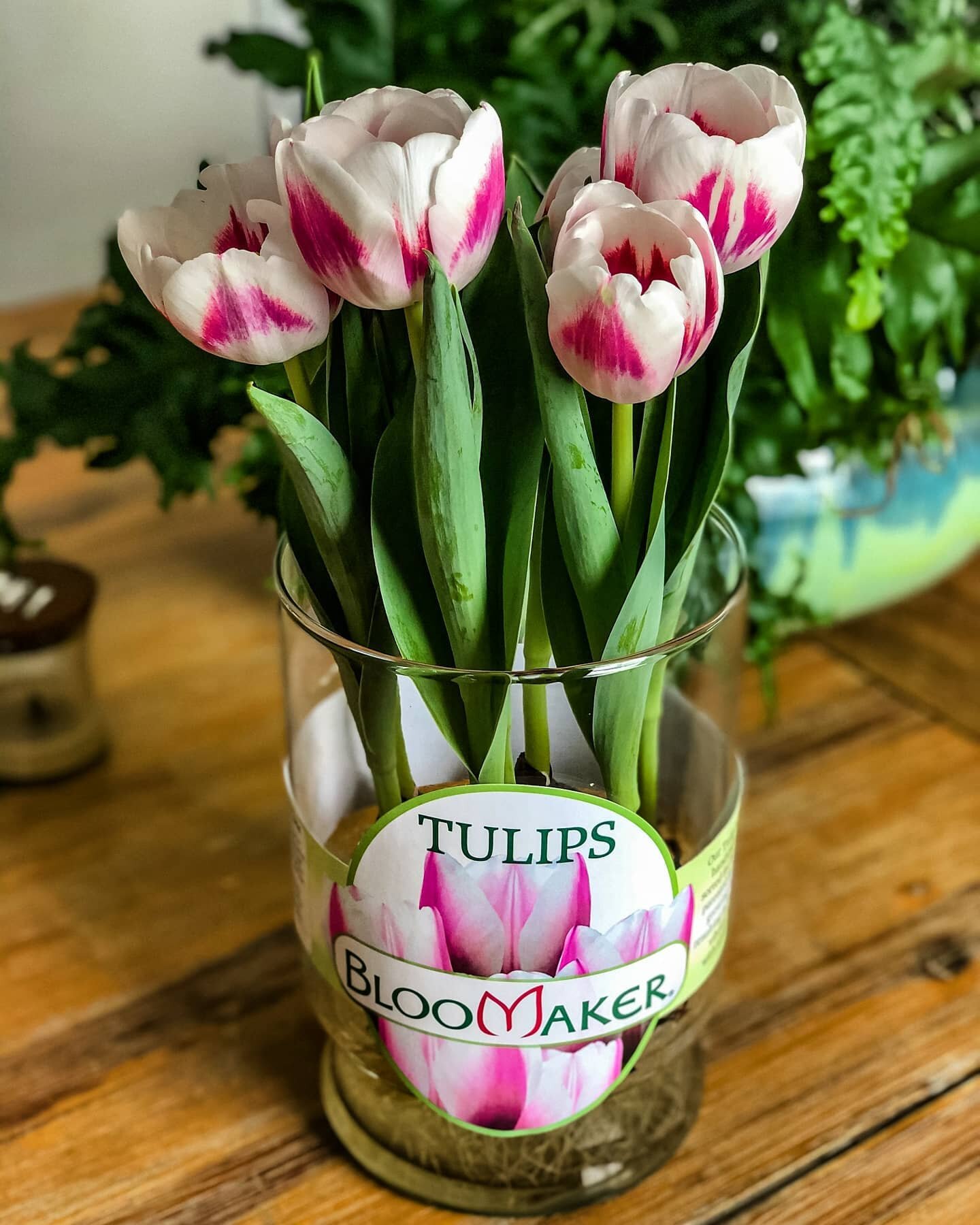 It's (Long-Life) Tulip Tuesday! 😃 A Long-Life Tulip is a hydroponically grown tulip which remains attached to the bulb it grew from.
⠀
Our patented hydroponic growing method allows them to thrive with very little care needed! 🌷
⠀
Purchase them whil