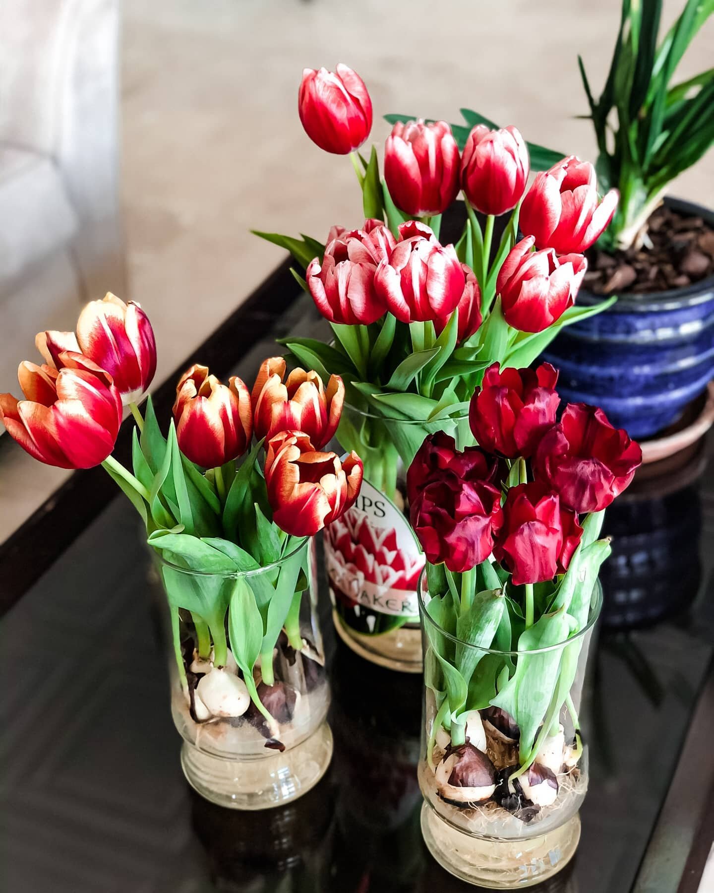 Did you know each tulip color has its own meaning? Read more on our new blog 'Tulip Colors And Their Meaning'🌷 Link in bio!
⠀
#tulips #newblogpost #bloomaker