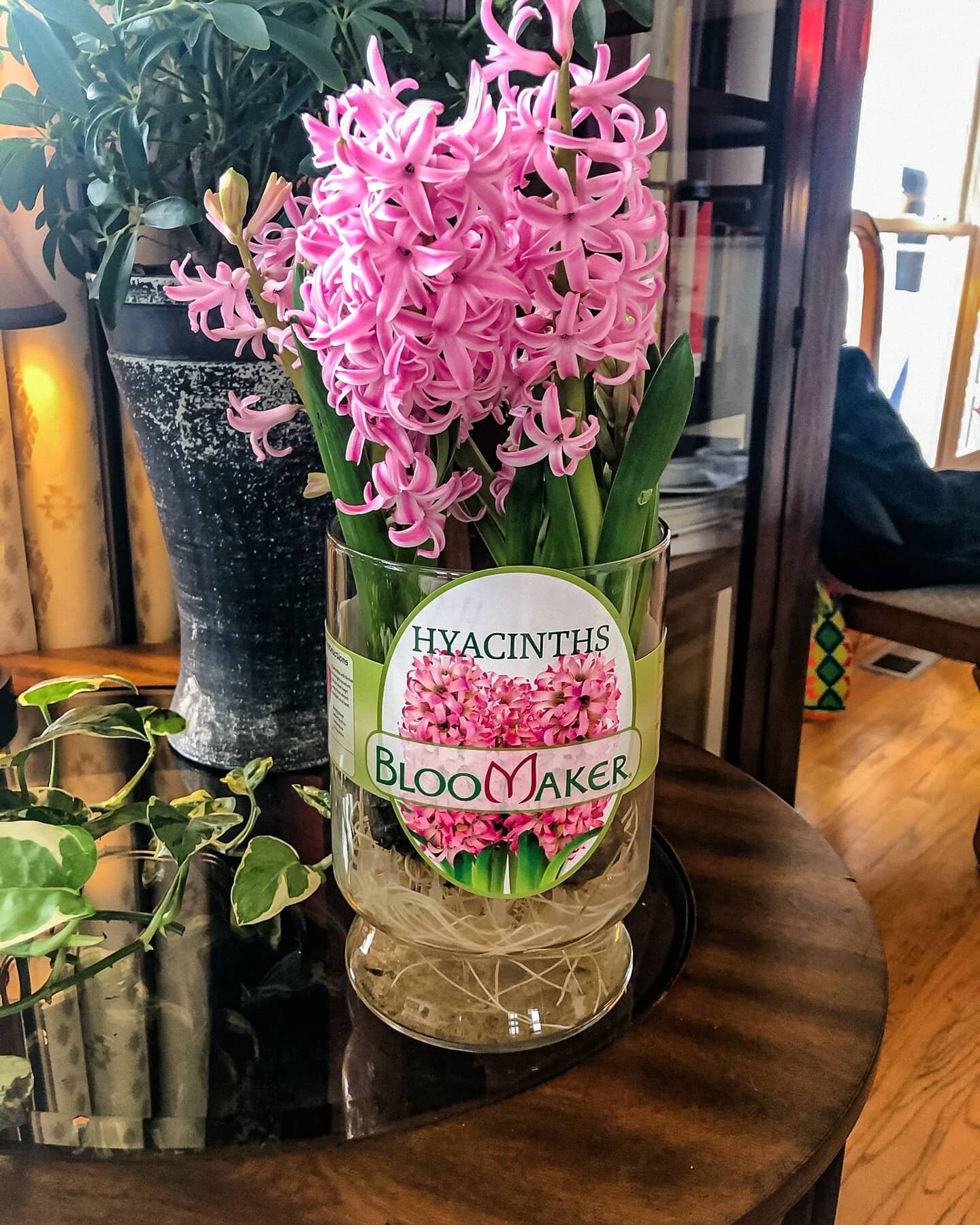 Look on the pink side of life! 💗 ➡️ Our Hyacinth bulbs are hand-picked for the highest quality in the Netherlands and sent to our U.S. based greenhouses to help them grow hydroponically into beautiful blooms. 
⠀
🌷 Where to find Bloomaker products? 