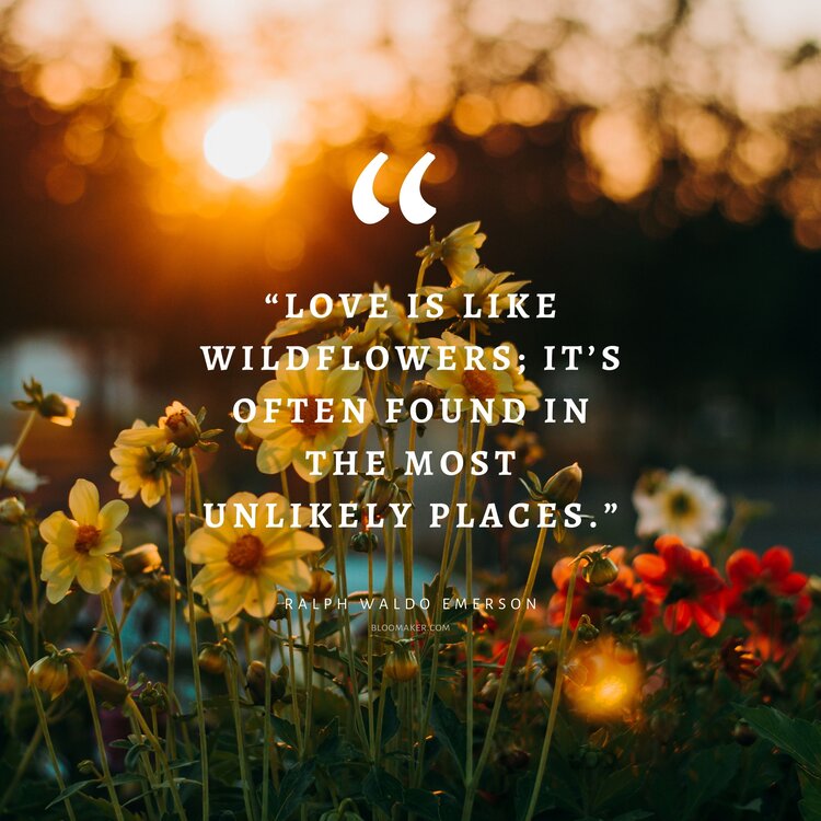 “Love is like wildflowers; it’s often found in the most unlikely places.”– Ralph Waldo Emerson