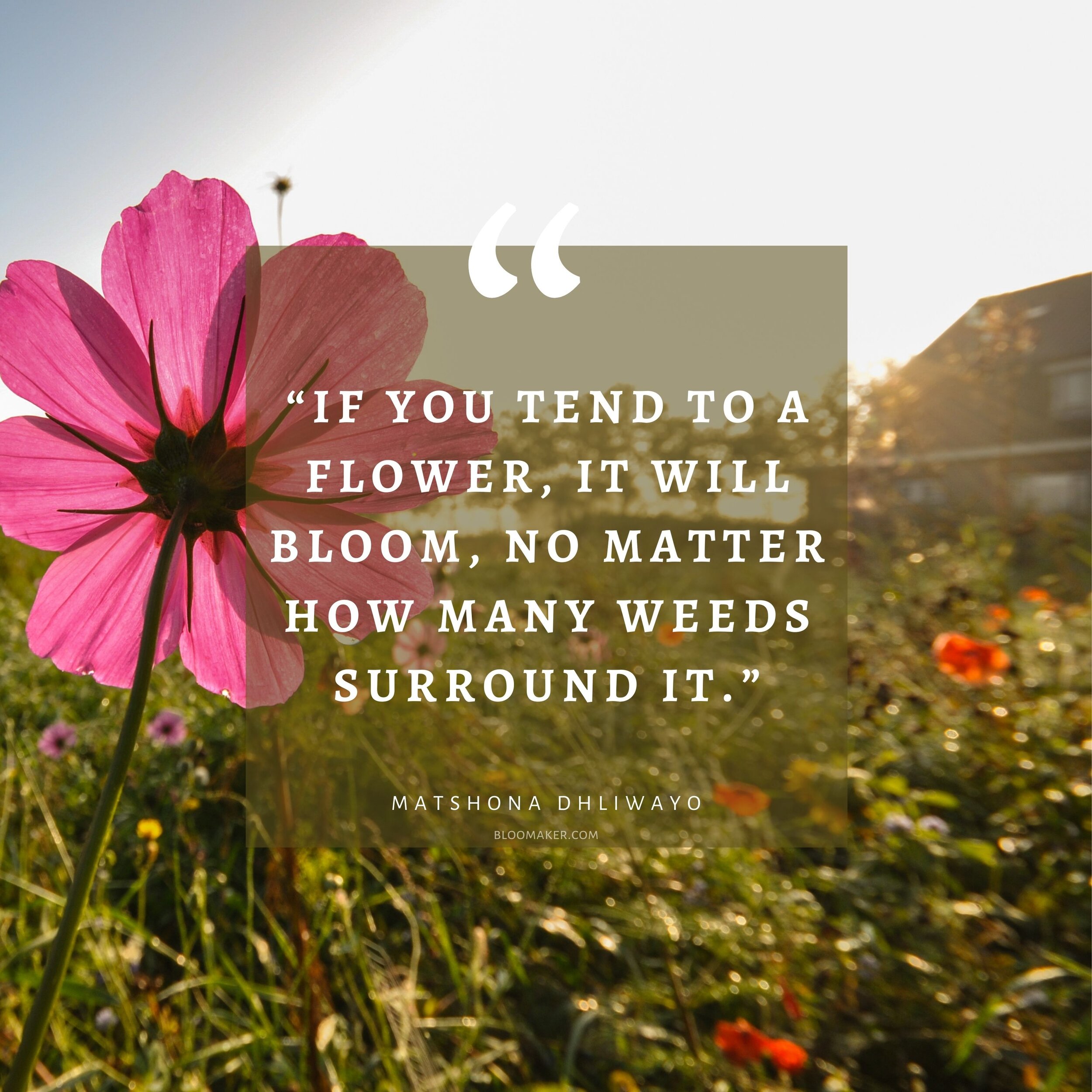 Flower Quotes