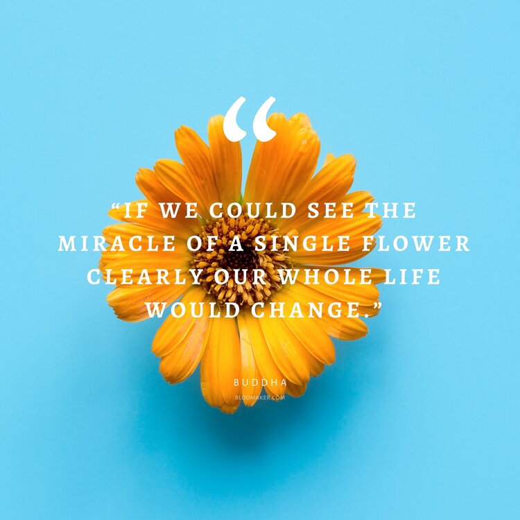 “If we could see the miracle of a single flower clearly our whole life would change.”– Buddha