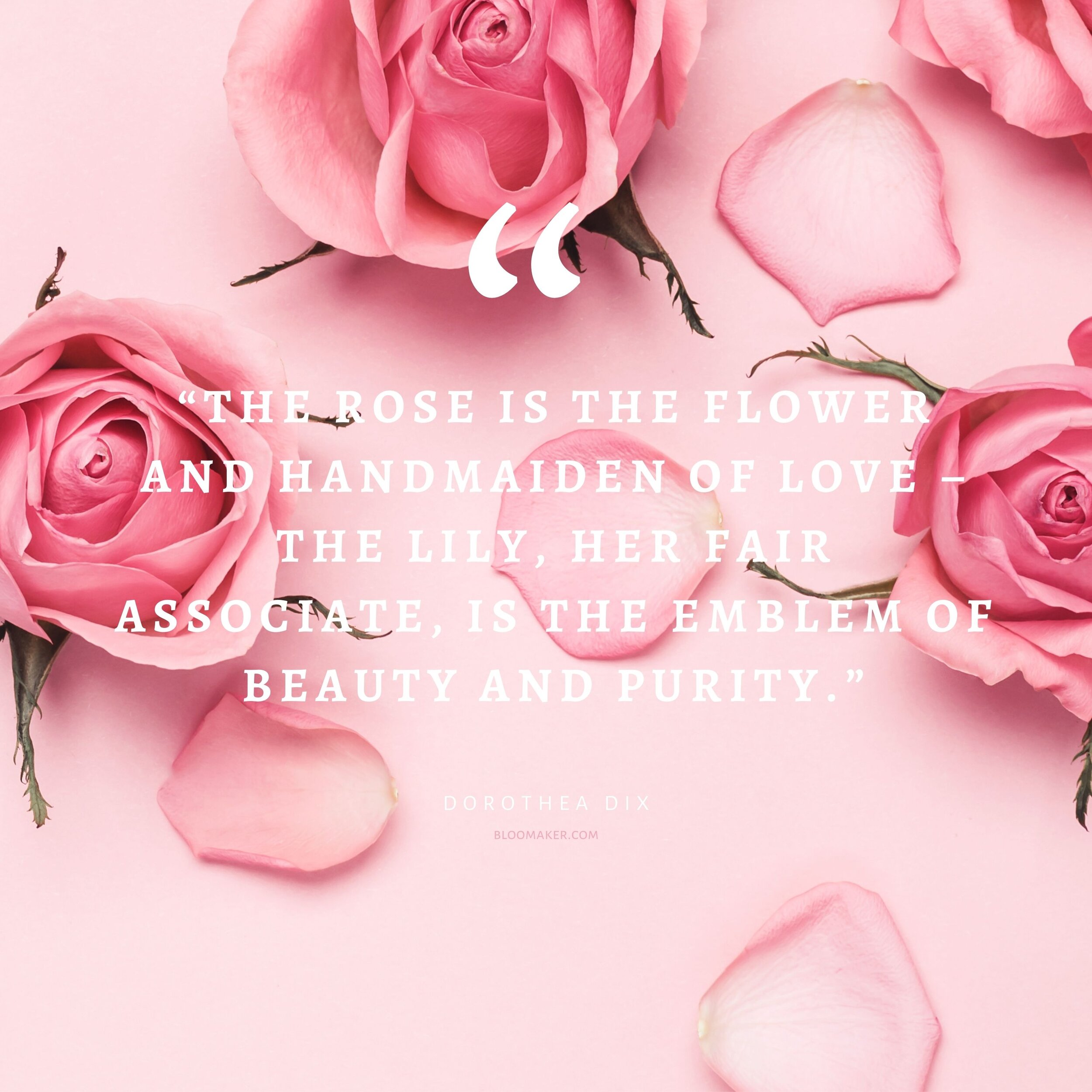 Lovely Flowers Quotes