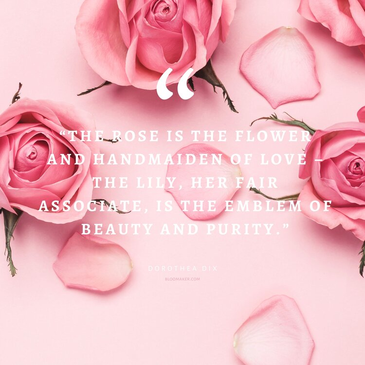 “The rose is the flower and handmaiden of love – the lily, her fair associate, is the emblem of beauty and purity.” – Dorothea Dix