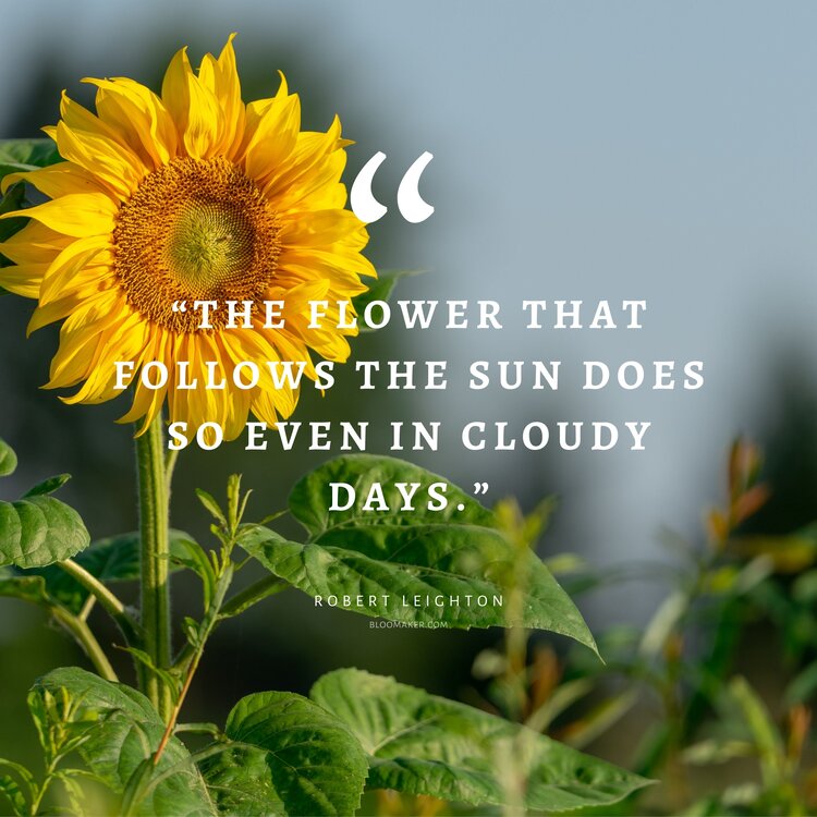 “The flower that follows the sun does so even in cloudy days.”– Robert Leighton