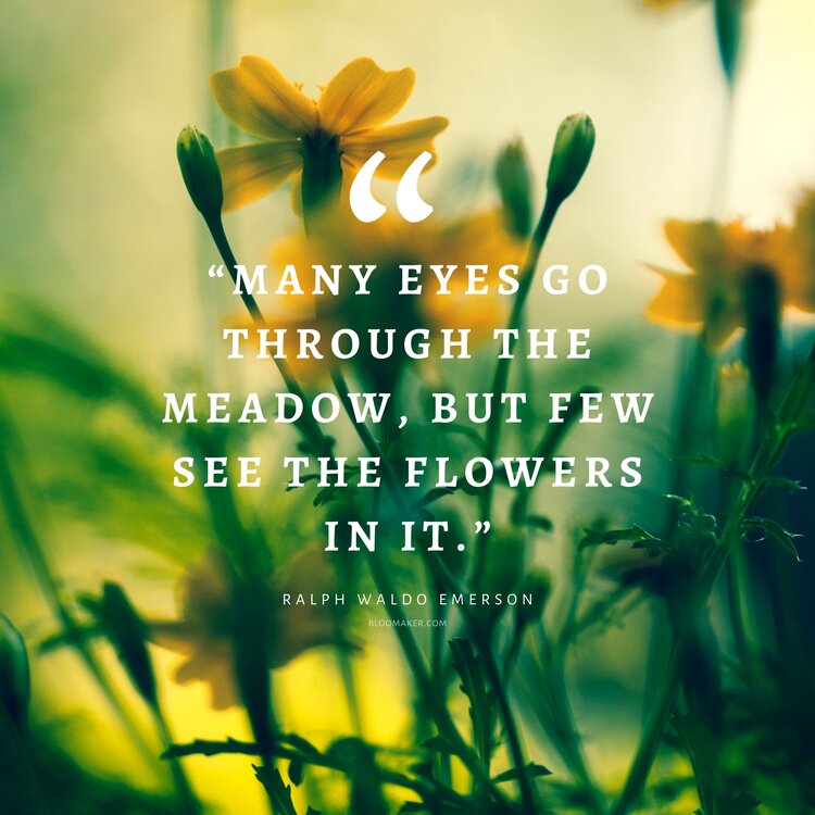 “Many eyes go through the meadow, but few see the flowers in it.” – Ralph Waldo Emerson