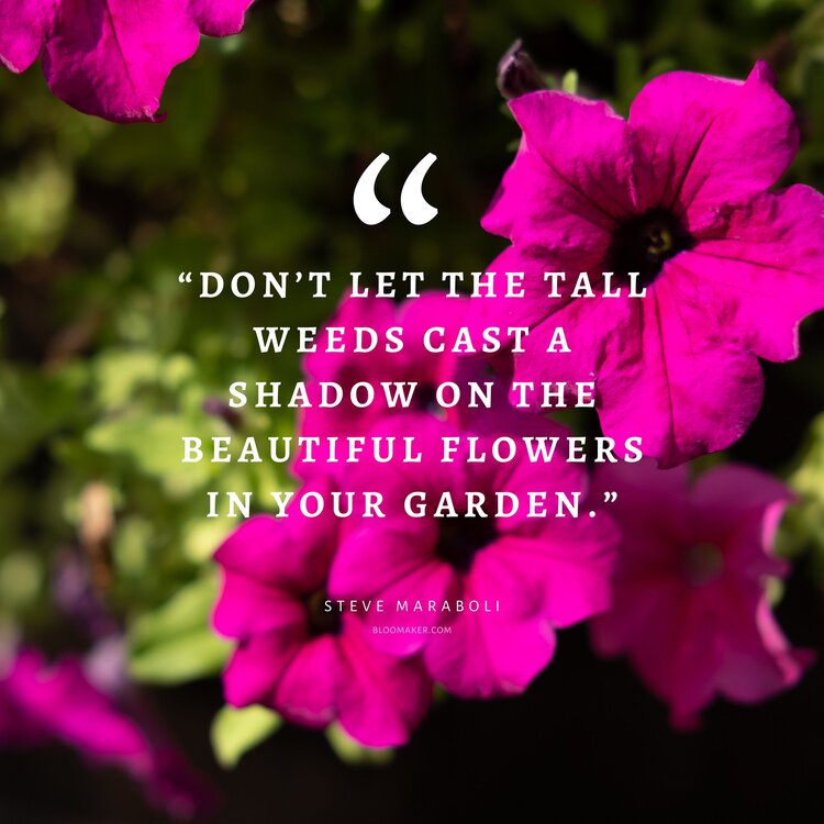 “Don’t let the tall weeds cast a shadow on the beautiful flowers in your garden.”– Steve Maraboli