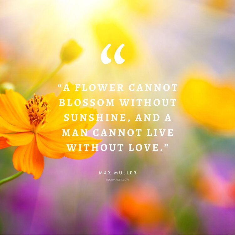 “A flower cannot blossom without sunshine, and a man cannot live without love.” – Max Muller