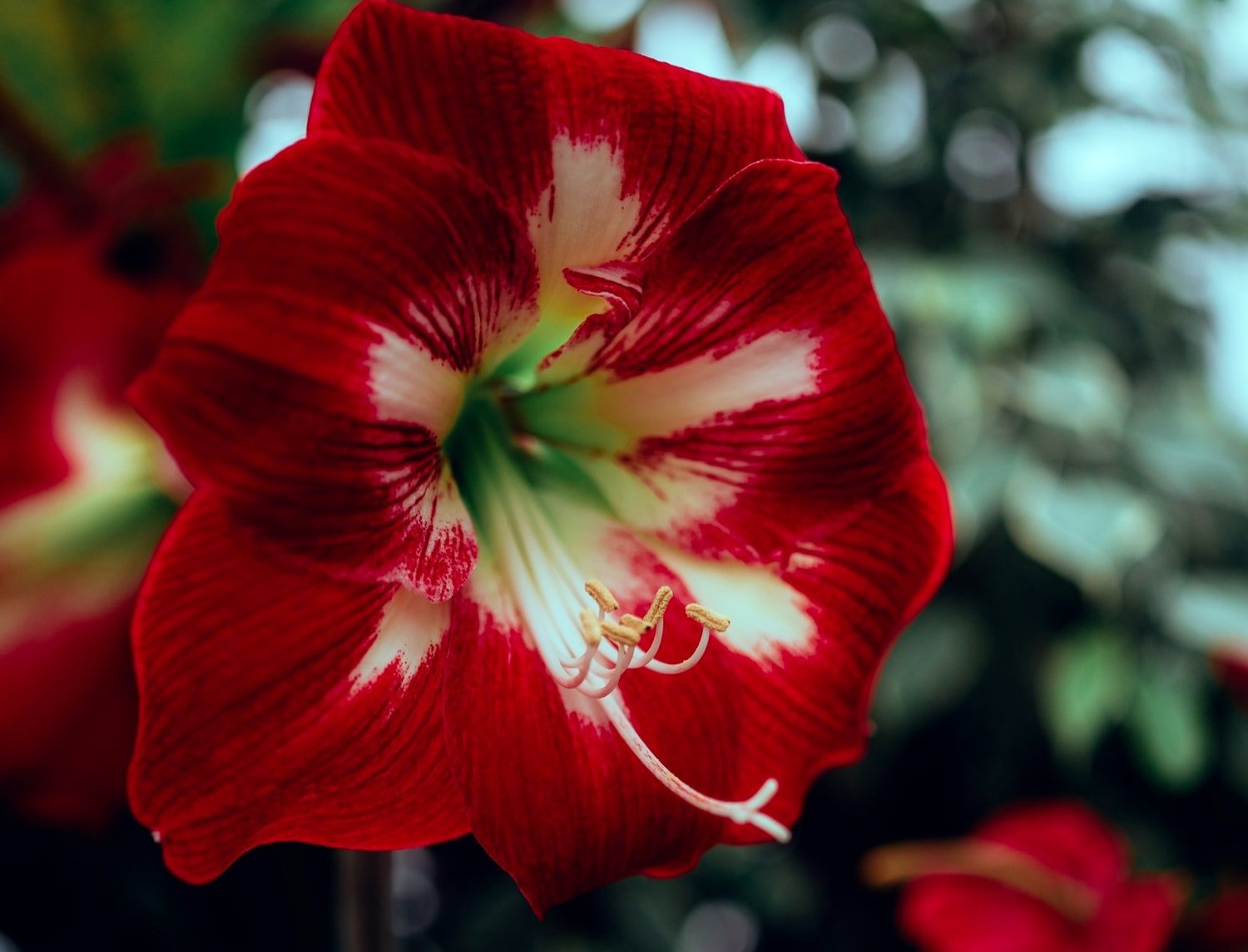 Gardening Tips for Amaryllis Bulbs | Bloomaker USA, Inc.