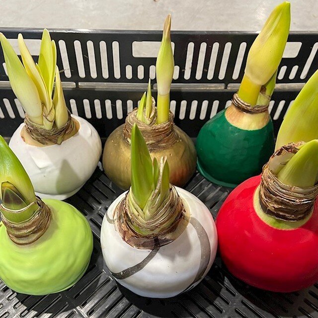 It's the start of the season and we're sprouting Amaryllis bulbs in both a 6-pack and 15-pack variety! Pre-order your bulbs early and come see us at 566 Kindig Road, Waynesboro, VA 22980 to pick up your variety pack beginning this Tuesday, September 