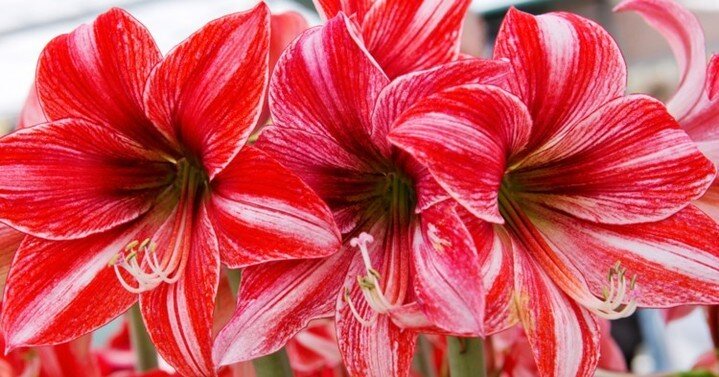 Although Bloomaker bulbs are almost entirely self-sufficient, when transplanting to a pot there are a few things you should know. Follow our blog below for more information on how to take care of your plants: https://www.bloomaker.com/blog/giant-amar