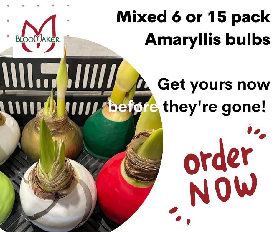 Calling all our local followers, we still have 6 and 15-packs of variety bulbs available for pick-up! 

Pre-order online and choose your delivery window, or just let us know how many and we'll let you know when they're ready for you. These are the pe