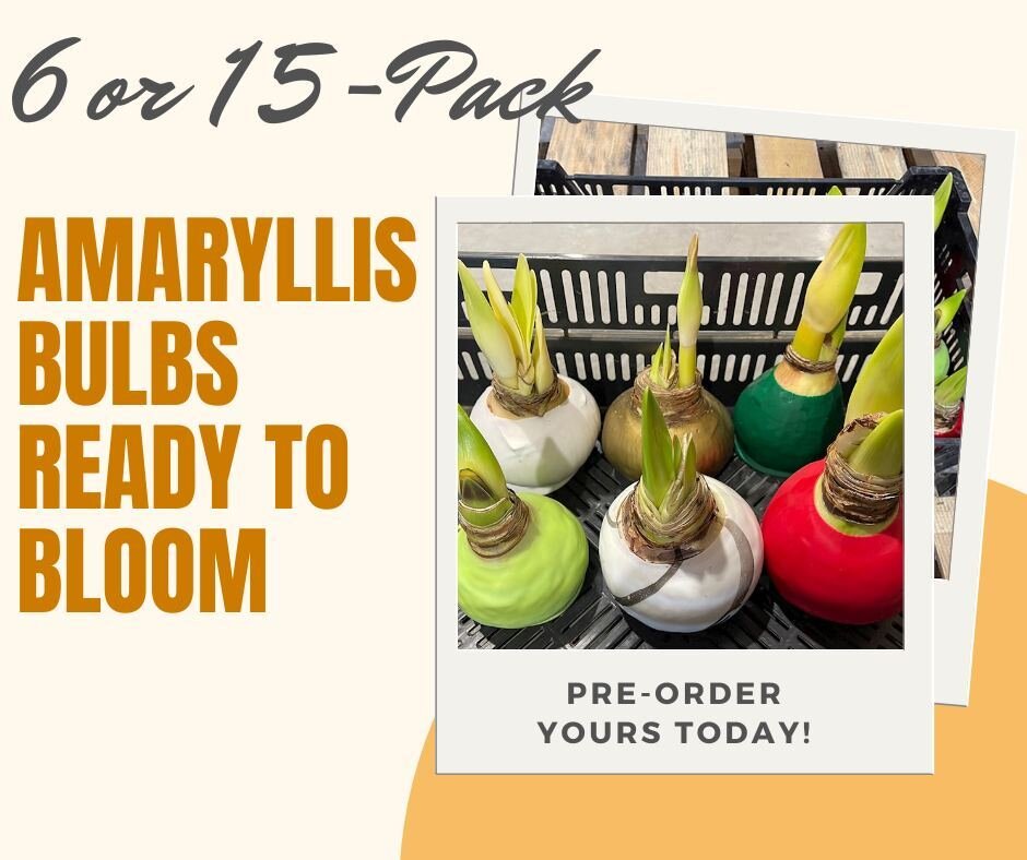 Reminder for all our local friends - don't forget to reserve your 6 or 15-pack Amaryllis bulbs online before visiting our Waynesboro office! 

We still have a few left so hurry up before they're all gone 😍 Decorate your own home, or share a gift wit