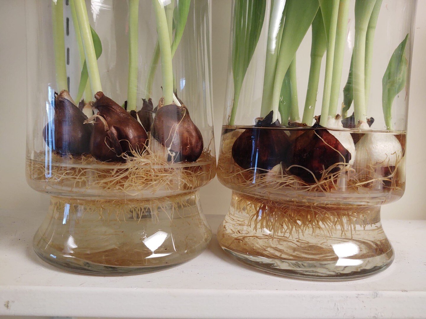 Top Tip Tuesday: When watering your Tulips make sure to not over water as seen in the example on the right. It's ideal to have the roots wet but not submerge the bulb, as in the vase on the left. This could suffocate your bulb and lead to molding. ht