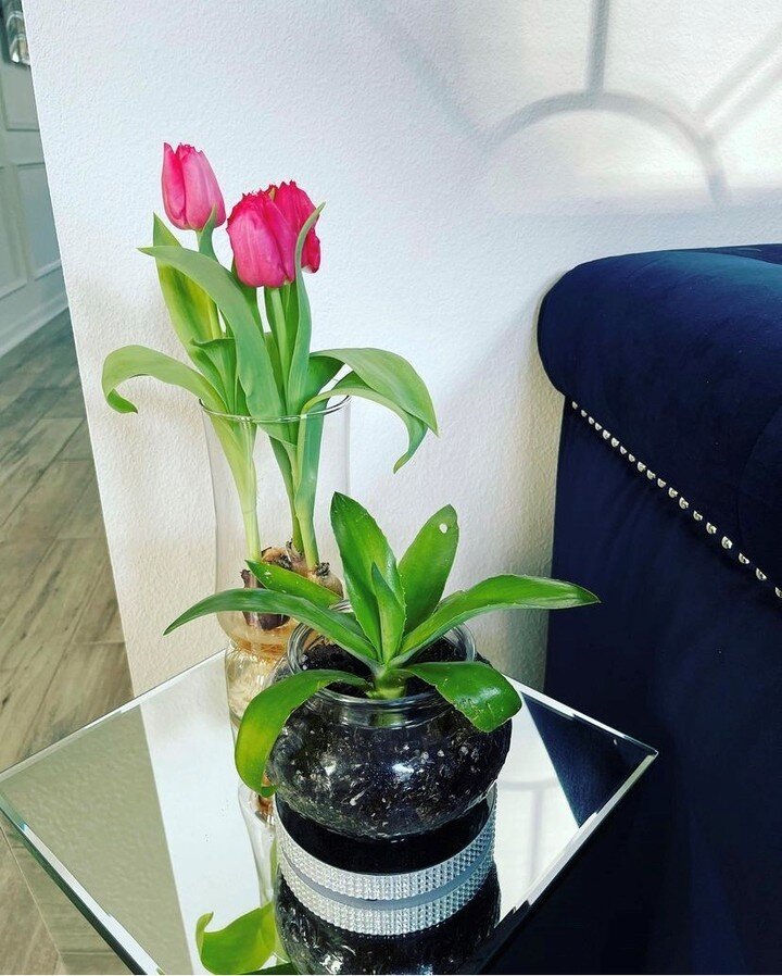 A nice shout out from a great customer, thank you so much @joliecanete! The Tulips look lovely in your home :)

https://www.instagram.com/p/CdZRRWmpmDK/