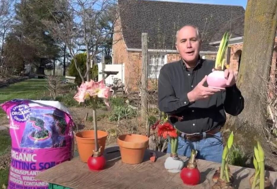 Online Floral Shop Amaryllis & Tulips Bloomaker USA, Inc.