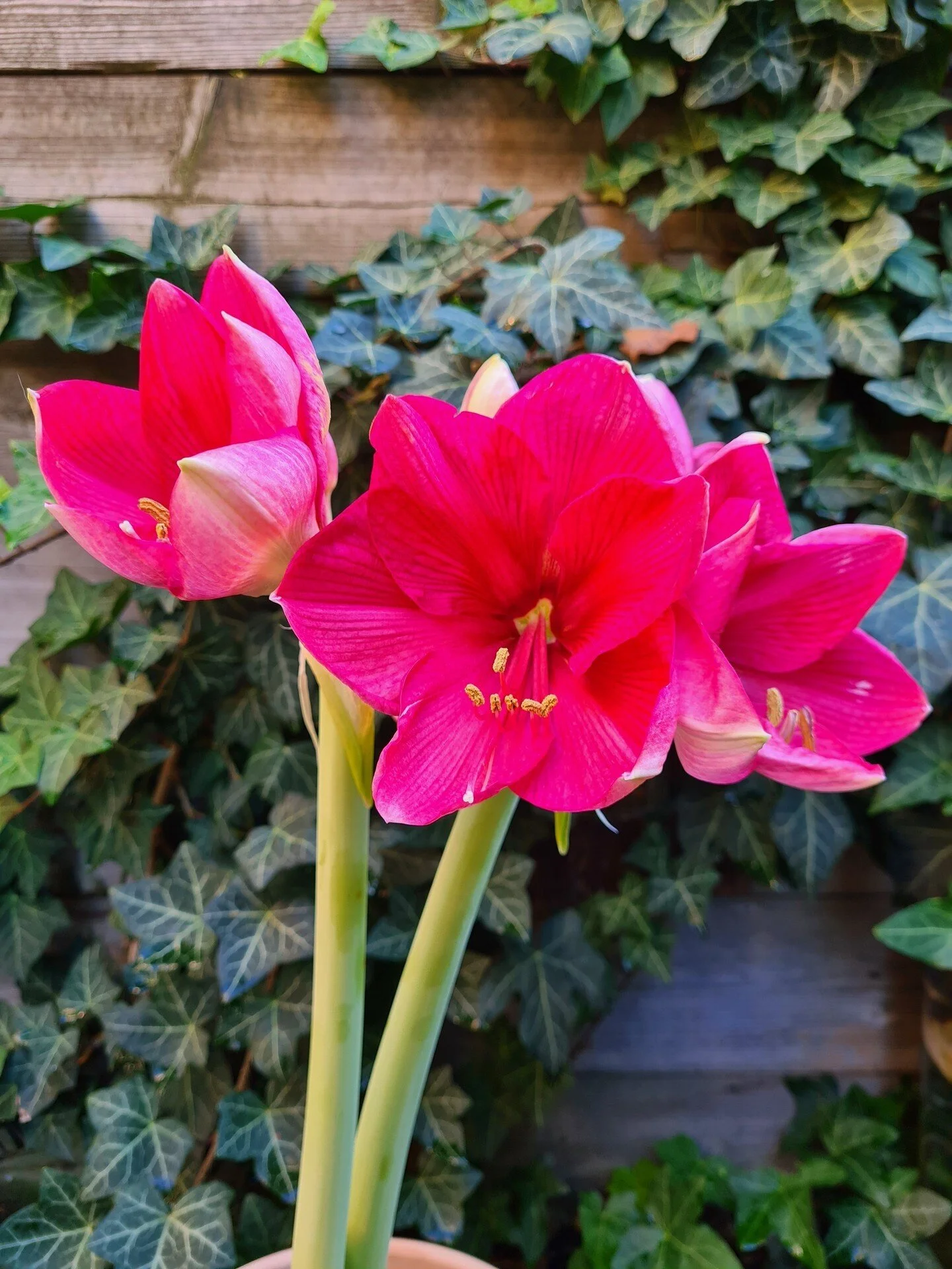 Online Floral Shop Amaryllis & Tulips Bloomaker USA, Inc.