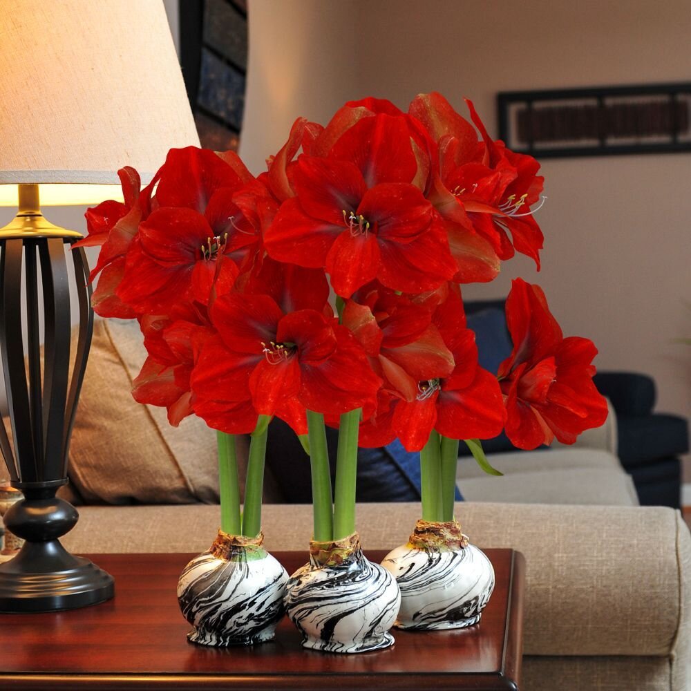 Online Floral Shop Amaryllis & Tulips Bloomaker USA, Inc.