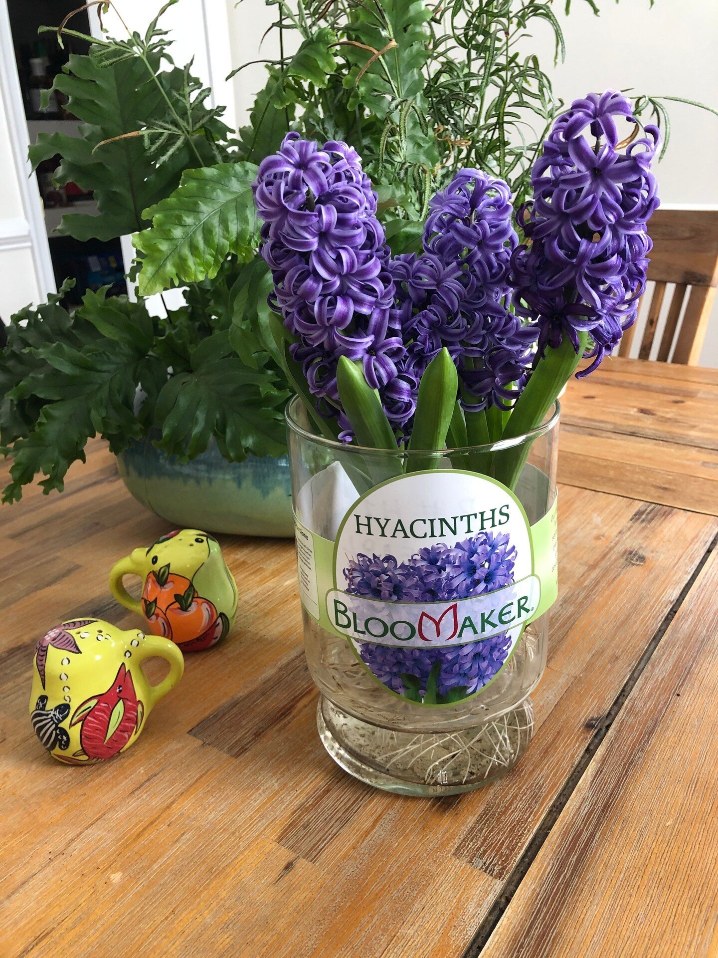 Online Floral Shop Amaryllis & Tulips Bloomaker USA, Inc.