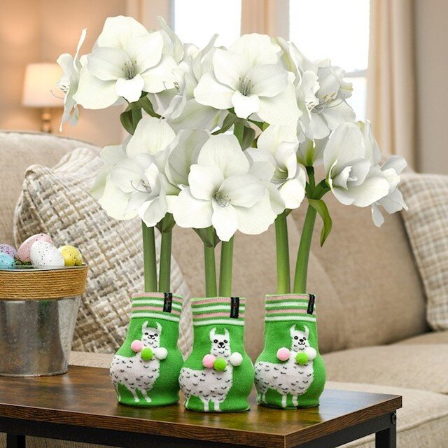 Have a llama lover in your life? 🦙 Check out our Llama Cozy Jumper trios for the spring season! 🌼 https://shop.bloomaker.com/llama-cozy-jumper-3-bulbs-p351.aspx
#Bloomaker #Flowers #llamas #Amaryllis #WaxedAmaryllis  #Tulips #Hyacinths #Hydroponics