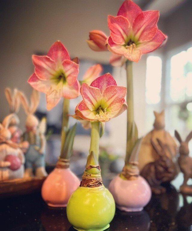 Thank you for the shout out @Sherrenewells ! We think the pastel, apple blossom amaryllis look great with your Easter collection. Great idea! 

#Bloomaker #Pastel #Flowers #Amaryllis #HomeDecor #FlowersofInstagram