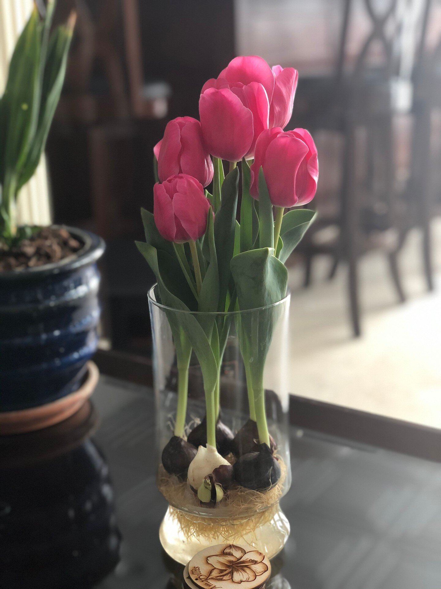 Top Tip Tuesday 🌷: Remember when refilling the water of your tulip vases that only the roots should be submerged but leave the bulbs themselves dry. 💧 This will prevent early decaying of the bulbs

#Tulips #PlantCare #PlantLove #Gardening #HomeDeco