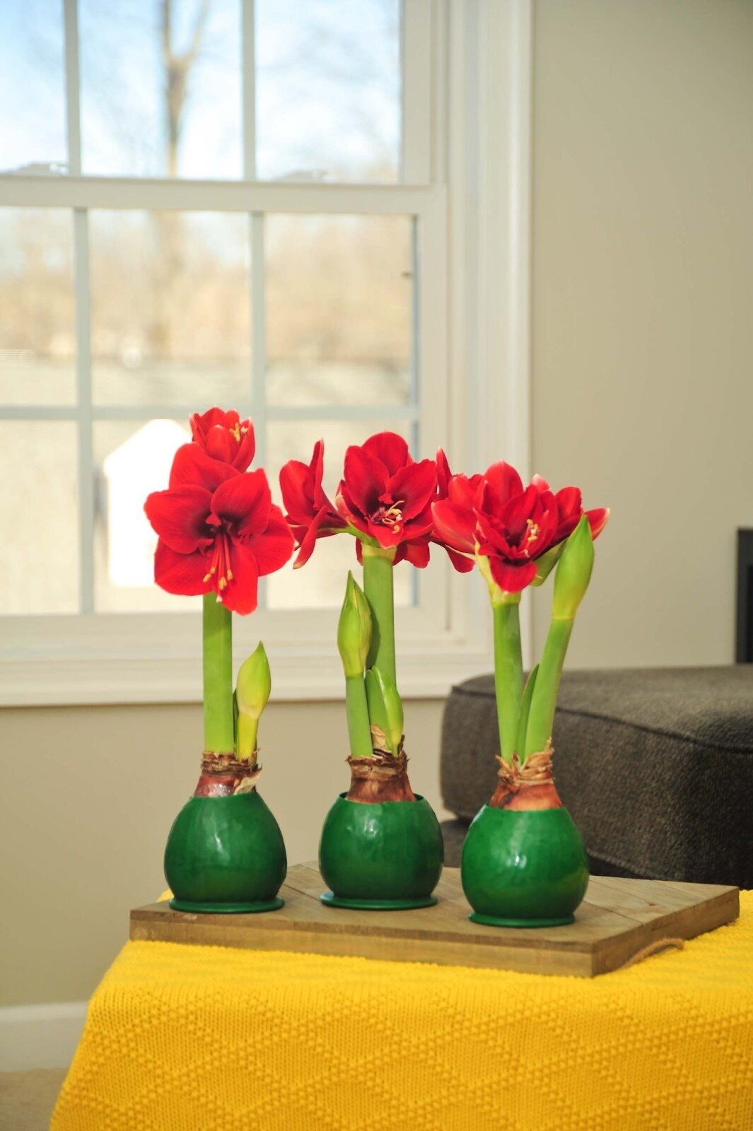 Today is the last day of the season to order! Come shop our sitewide sale for 30% off all Waxed, Specialty, and Raw bulb Amaryllis while supplies last! https://shop.bloomaker.com/storefront.aspx 

#Sale #Amaryllis #Spring #Flowers #SpringFlowers #Flo