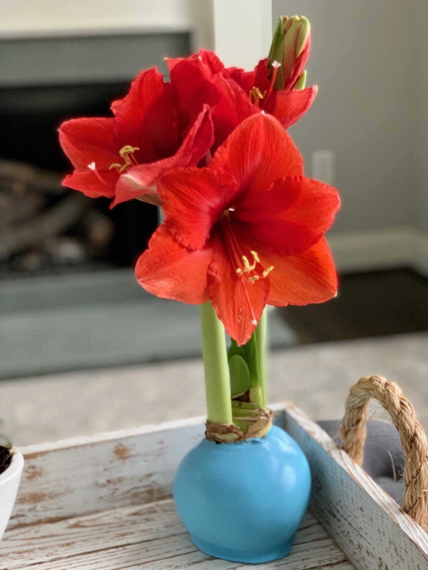 Did you know that the word Amaryllis comes from the Greek word, &quot;Amarysso&quot; which means &quot;to sparkle&quot; ✨ We hope your spring time Amaryllis are coming into full bloom and bring a little sparkle to your home this season 💐🌸🌺
www.blo