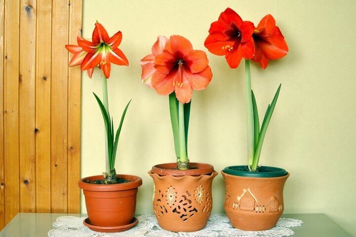 Curious how to decorate your space with your giant Amaryllis? Check out our blog on the best ways to make the most of your space with these gorgeous blooms. 🌺🌸 https://www.bloomaker.com/blog/6-ways-to-decorate-with-giant-amaryllis
.
.
.
.
.
.
#Amar