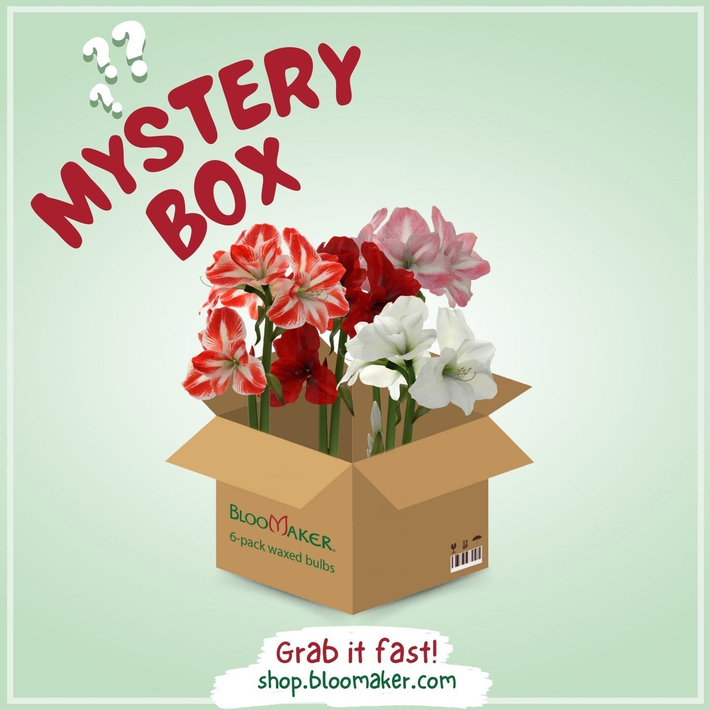 Unveiling an Exciting Surprise! 🎁
 
Get ready for a peak your floral curiosity with our New Mystery Amaryllis! 🔎 Embrace the unknown as we share our premium spring time collection with you, sure to brighten up any room! 🌟
 
🎉 What's Inside? It's 