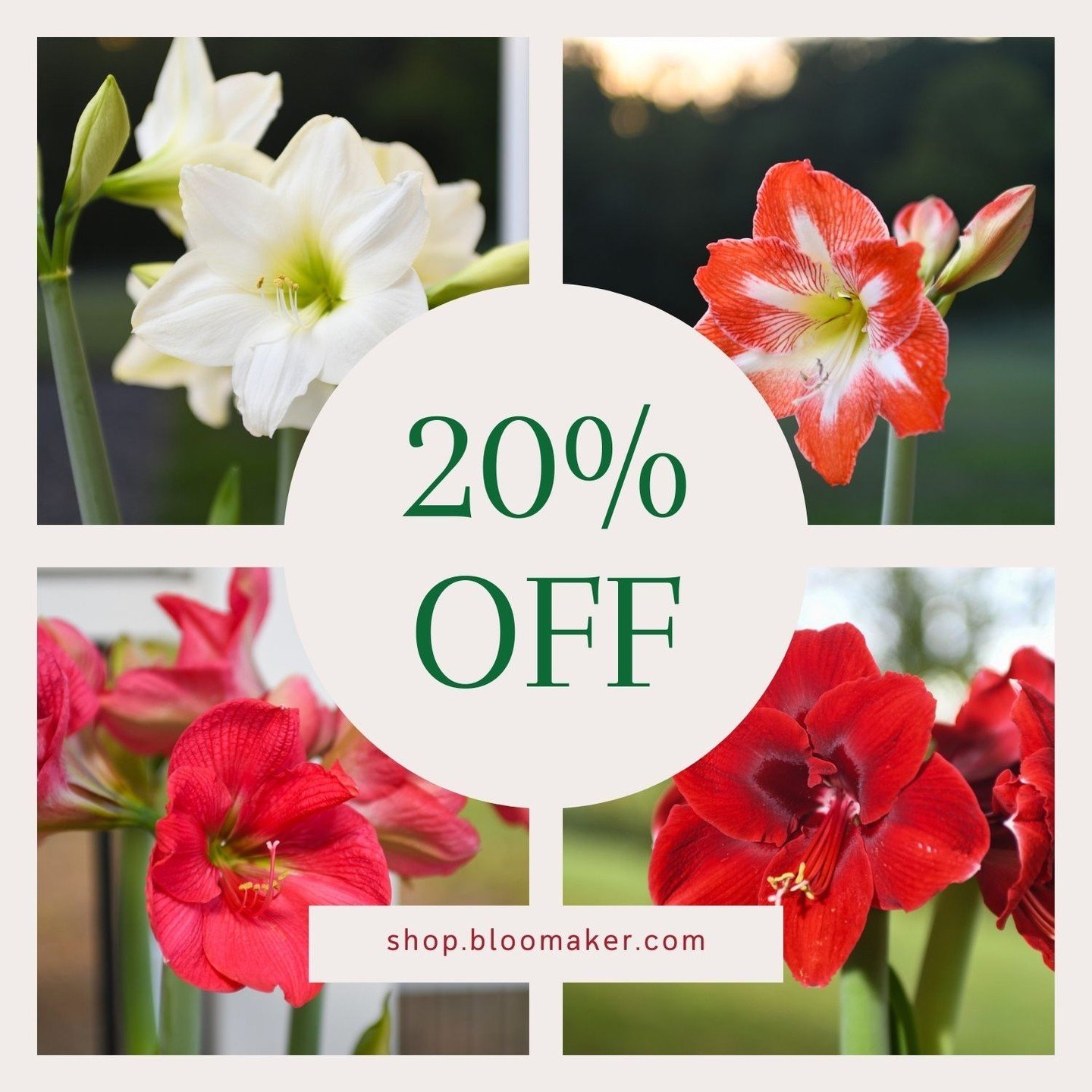 It&rsquo;s our End-of-Season Sale! 🌺 Come check out our raw Amaryllis bulbs at a 20% discount for a limited time. It&rsquo;s the perfect time of year to plant these bulbs as they&rsquo;ll be ready to bloom in a matter of weeks! They&rsquo;ll be sure