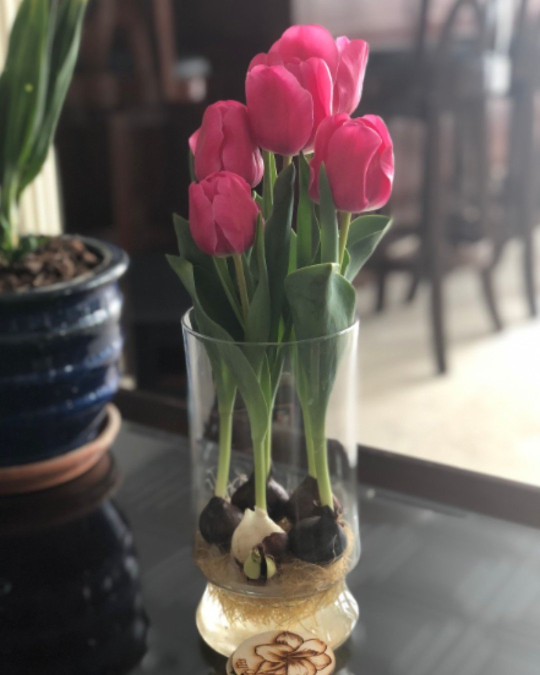 Top Tip Tuesday 🌷: Remember when refilling the water of your tulip vases that only the roots should be submerged but leave the bulbs themselves dry. 💧 This will prevent early decaying of the bulbs.
.
.
.
.
.
#Tulips #PlantCare #PlantLove #Gardening