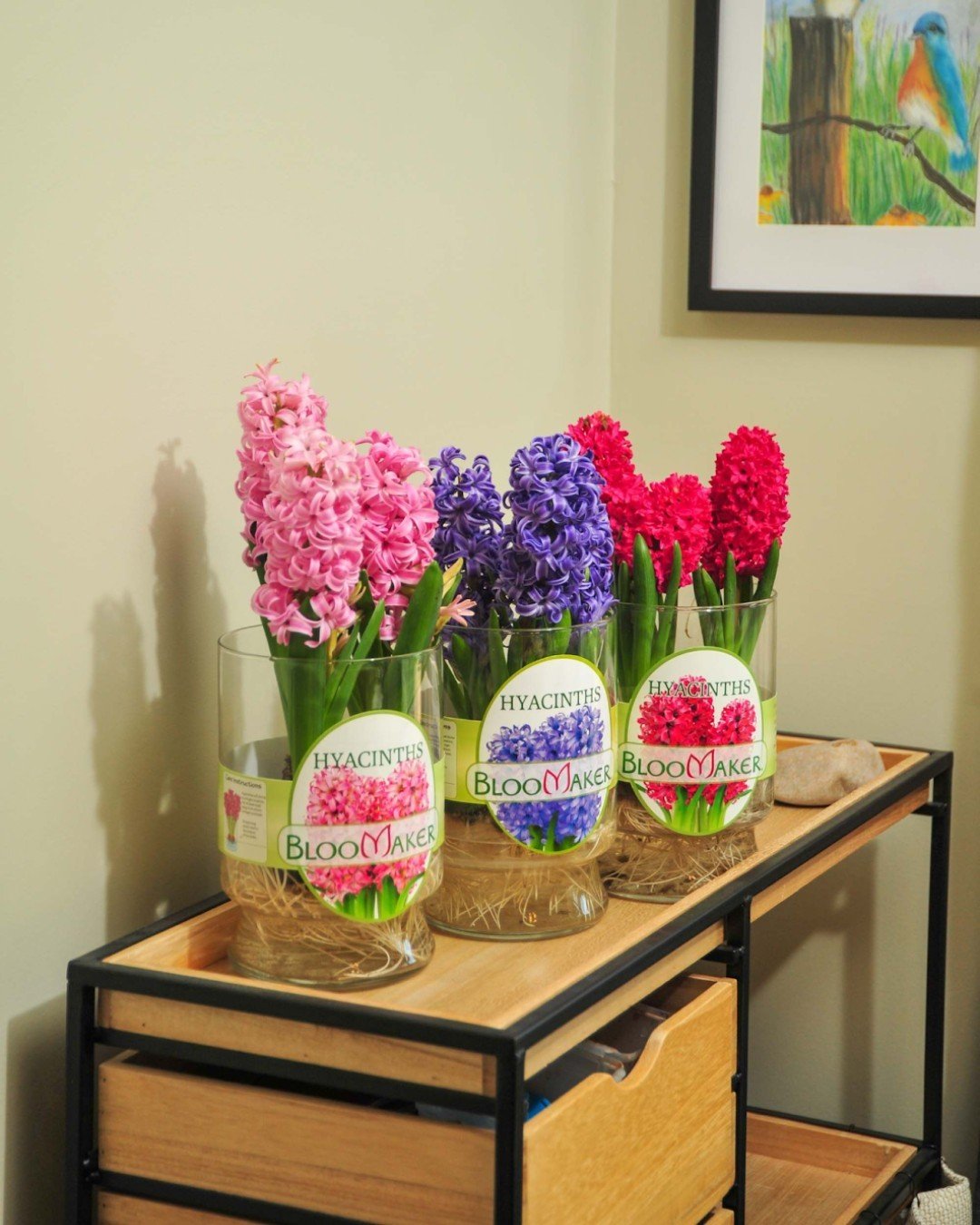 Top Tip Tuesday: Our hydroponic Hyacinths do best in bright in bright light, but it is best to not keep them in direct sunlight or heat. 🌞 Some great places to keep your hyacinths would be in your kitchen or office! 💐💮
.
.
.
.
#Bloomaker #Flowers 