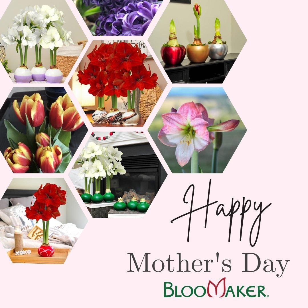 🌸💖 Happy Mother's Day from Bloomaker! 💖🌸 Today, we celebrate the incredible love, strength, and nurturing spirit of all mothers. Wishing all the amazing moms a day filled with joy, laughter, and beautiful memories. 🌺💐 
.
.
.
.
#Bloomaker #Mothe