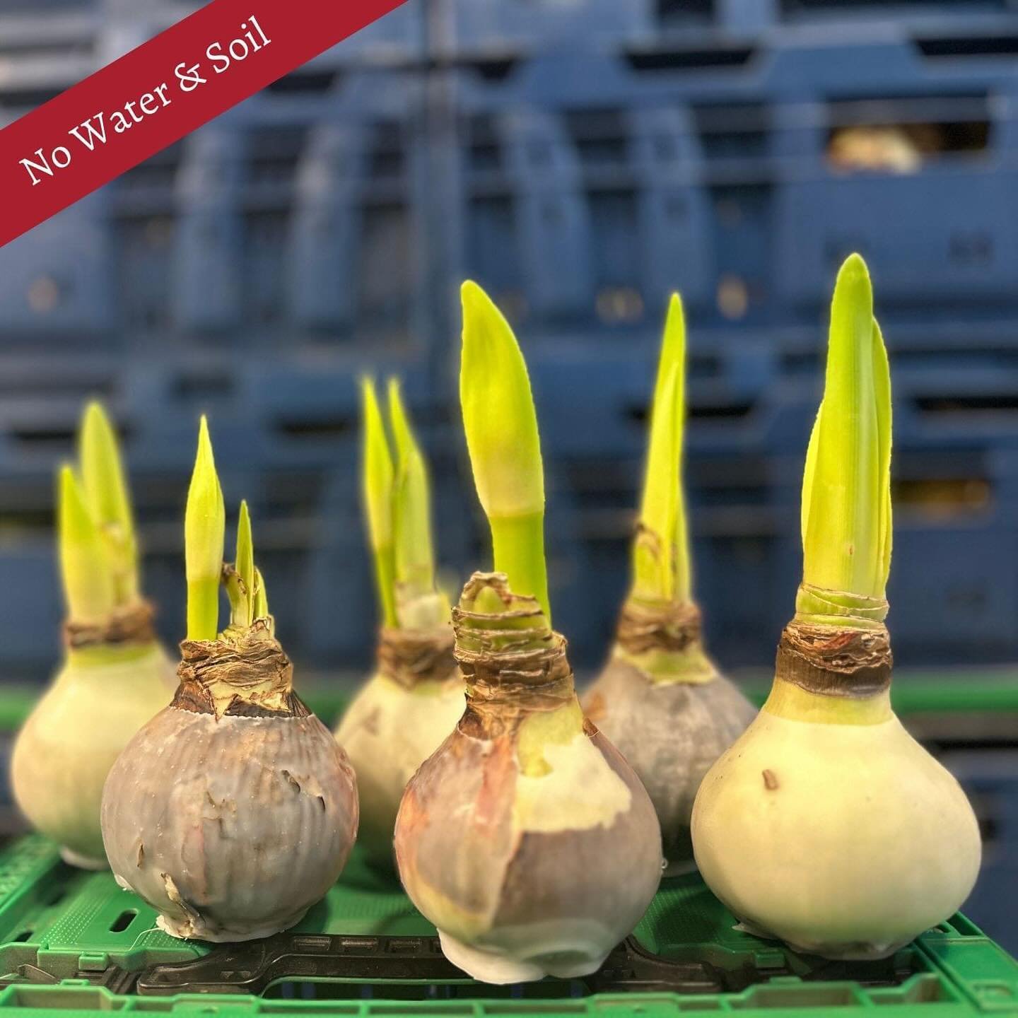 🌟 Brighten Up Your Space with Clear Waxed Amaryllises! 🌟 Looking for a unique way to add some flair to your home or upcoming events? Our Clear Waxed Amaryllises are here to inspire your creativity! Each pack features a delightful mix of varieties (